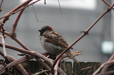 Przygód kilka wróbla Ćwirka :) #ptaki