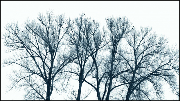 Ptaki na drzewach
