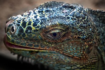 próba kamuflażu? #chmury #gory #ocean #poranek #przyroda #woda #WschodSlonca