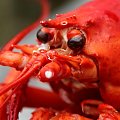 Mr Lobster