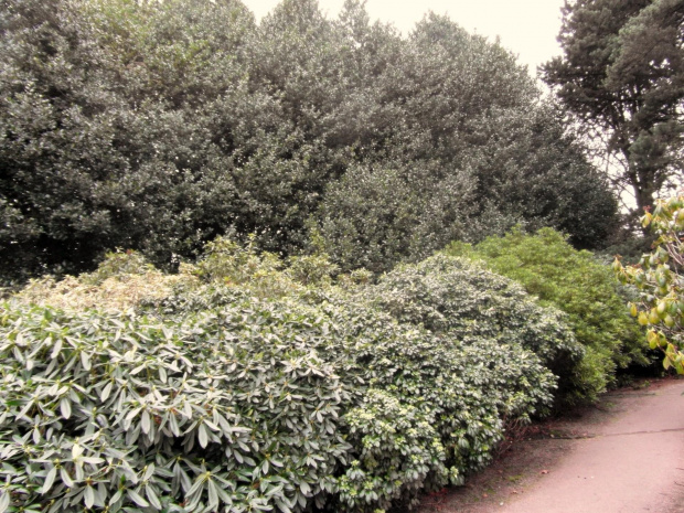 Edynburg,Royal Botanic Garden