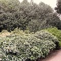 Edynburg,Royal Botanic Garden