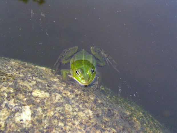 żaba #przyroda #żaba