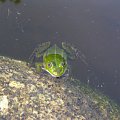 żaba #przyroda #żaba