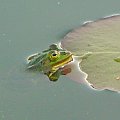 przyroda żaba