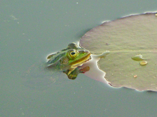 przyroda żaba