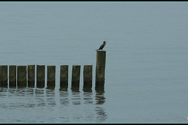 samotnik #Baltyk #morze #woda