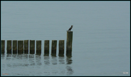samotnik #Baltyk #morze #woda