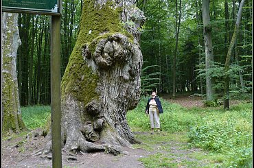 Dąb Bolesław ok. 800lat #Baltyk #morze #woda