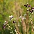 szuflada: z wypadów nad Odrę (mąż udaje, że łapie ryby, a ja mam czas przyjrzeć się naturze), marzą mi się już :)