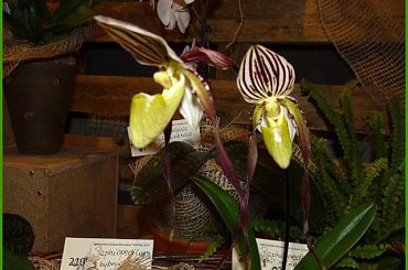 Storczyki2013 #kwiat #orchidea #storczyk #wystawa