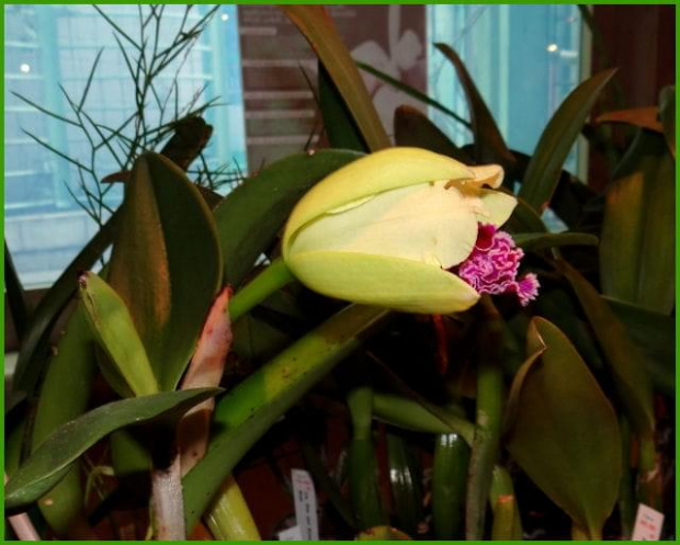 Storczyki2013 #kwiat #orchidea #storczyk #wystawa