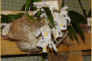 Storczyki2013 #kwiaty #orchidea #storczyki #wystawa