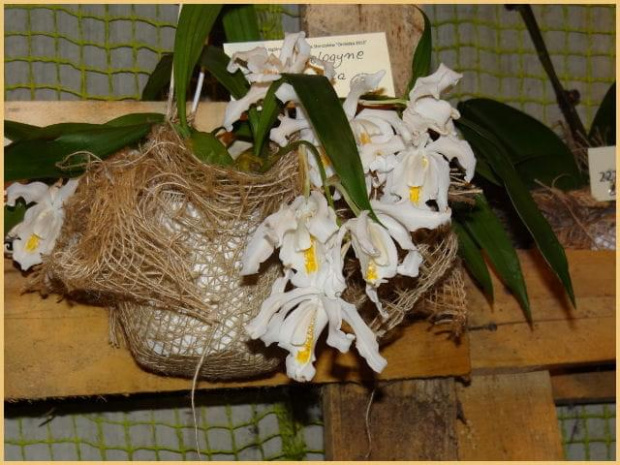 Storczyki2013 #kwiaty #orchidea #storczyki #wystawa