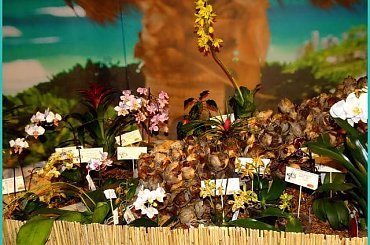 Storczyki2013 #kwiaty #orchidea #storczyki #wystawa