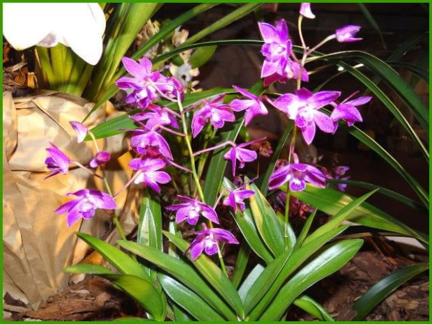 Storczyki2013 #kwiat #orchidea #storczyk #wystawa