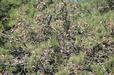 #Dźwirzyno #las #luty #morze #zima