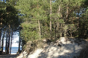 #Dźwirzyno #las #luty #morze #zima