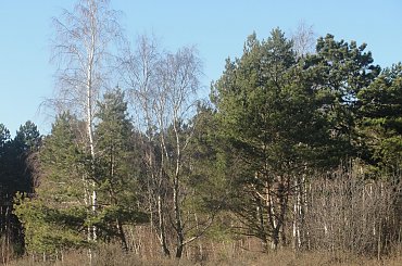 #Dźwirzyno #las #luty #morze #zima