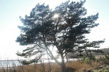 #Dźwirzyno #las #luty #morze #zima