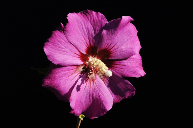 Hibiskus