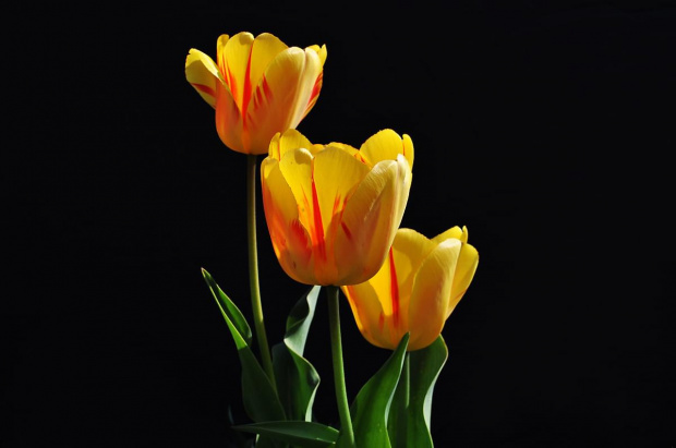 Tulipany