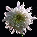 Aster