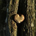 serce lasu #przyroda #drzewa