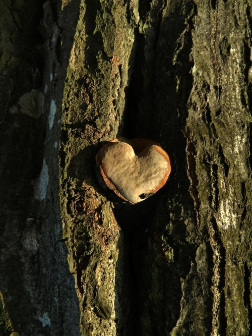 serce lasu #przyroda #drzewa