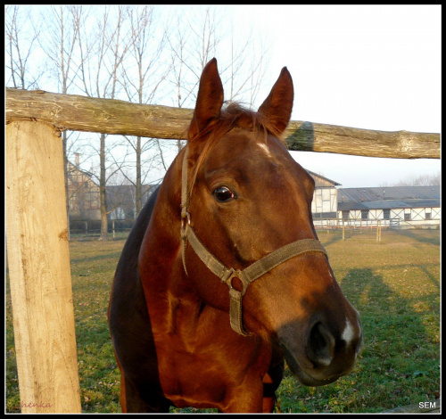 stajnia.konie #konie