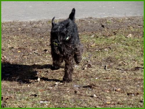 Poszukiwania wiosny #pies #spacer #sznaucer #zibi #wiosna