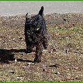 Poszukiwania wiosny #pies #spacer #sznaucer #zibi #wiosna
