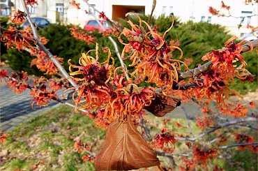 pachnie wiosną :)) #krzewy #kwiaty #oczary #przedwiośnie #WParku