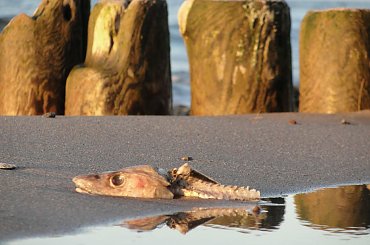 #Gąski #morze #plaża #wiosna #zachód