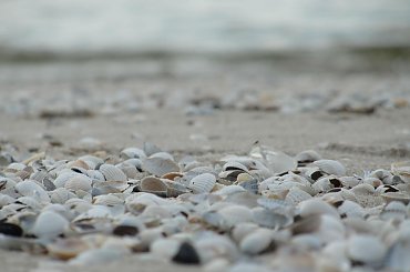 #morze #Mrzeżyno #plaża #wiosna