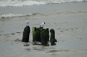 #morze #Mrzeżyno #plaża #wiosna