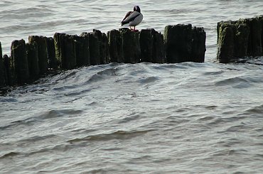 #morze #Mrzeżyno #plaża #wiosna