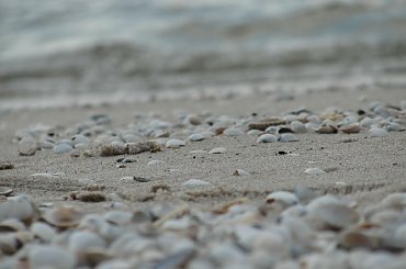 #morze #Mrzeżyno #plaża #wiosna