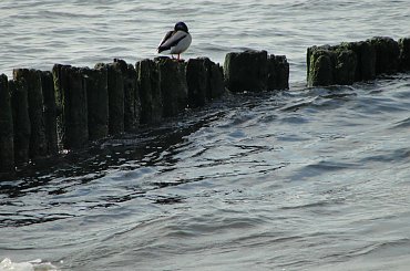 #morze #Mrzeżyno #plaża #wiosna