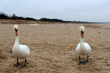 łabądkowe ukłony ze Świnoujścia ... #łabędzie #plaża #ptaki #Świnoujście #zima