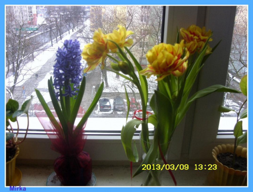 dzien kobiet minal kwiaty stoja:):)