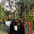 W niemieckim parku miejskim stoi pewne drzewo obwieszone smoczkami do ssania:)