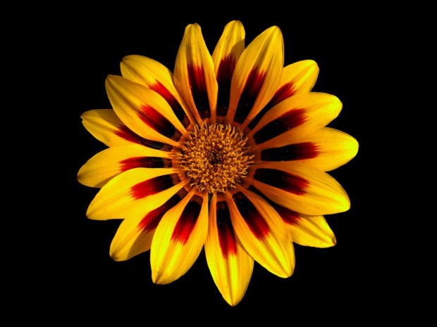 Gazania