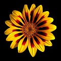 Gazania