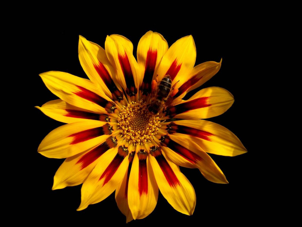 Gazania