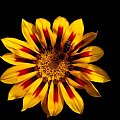 Gazania