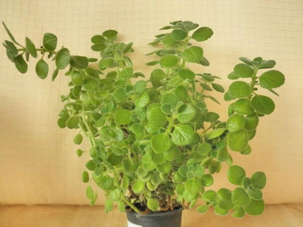 Oregano kubańskie