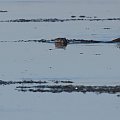 Wiosną wydry łatwo spotkać nad rzeką - wiadomo, jeziora są skute lodem #wydry