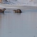 Wiosną wydry łatwo spotkać nad rzeką - wiadomo, jeziora są skute lodem #wydry