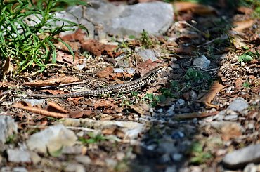 #KolejkaLinowa #Kolejka #Wyciąg #SassoDelFerro #Włochy #góry